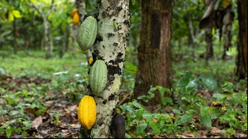 Cacaueiros levam anos para produzir frutos, o que dá aos agricultores pouco incentivo para plantar mais